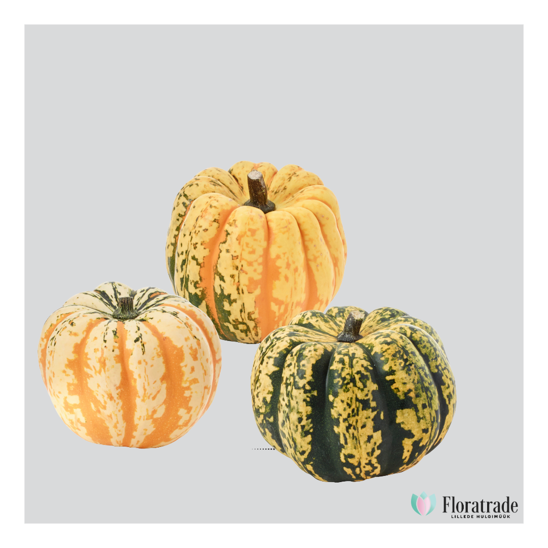 cucurbita.png (805 KB)